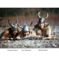 VIKINGS INVASION